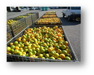JAに集荷された加工用ジュース原料